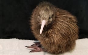 Whakaora, the 200th kiwi chick hatched at The Kiwi Burrow north of Taupo, which opened in 2019.
