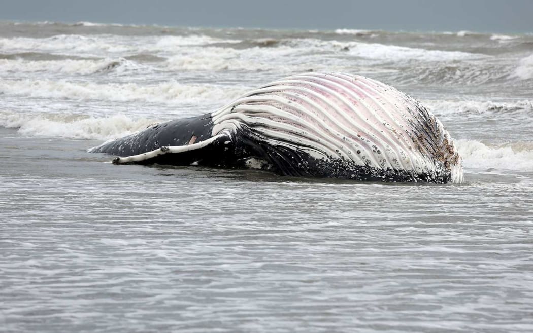 Humpback whale at Waikanae beach, north of Wellington.