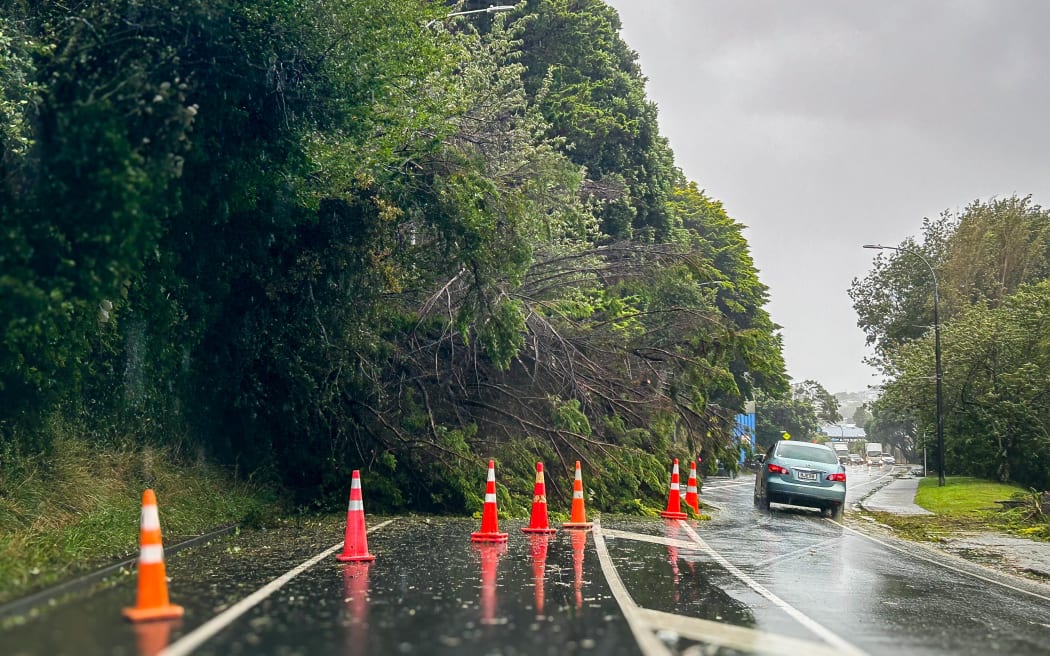 Trees fallen in the Wellington suburb of Tawa.
