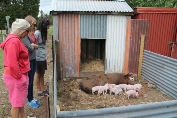 Piglets at home, Playwright Mei-Lin Te Puea Hansen and Carla van Zon at Totaranui Orchard