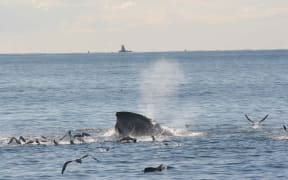 Brydes whale in the Hauraki Gulf