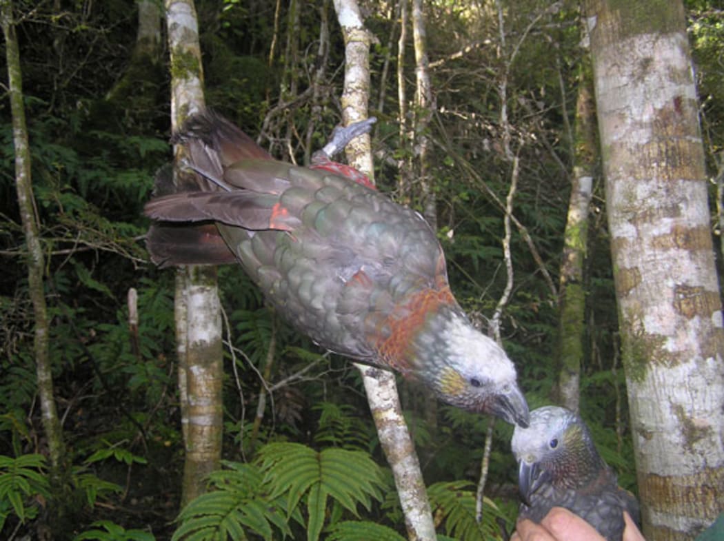 A female kākā with a transmitter.