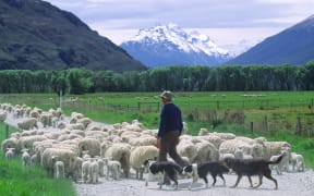 Farmer, South Island.