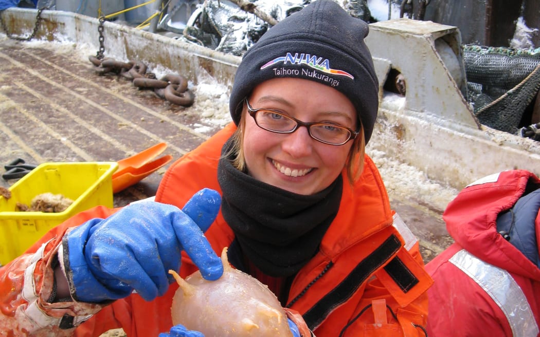 Antartic sea pig
