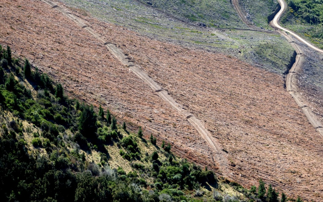 Wilding pines that have escaped from a harvested plantation.