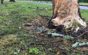 Broken grass litters the base of the tree