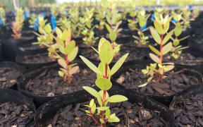 Seedlings from species such as pohutukawa are being tested to see how susceptible - or resistant - they are to myrtle rust.