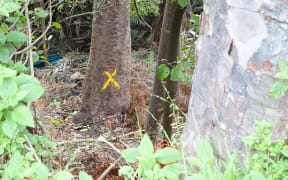 Kauri tree that Michael Tavares lived in for a few days in March.