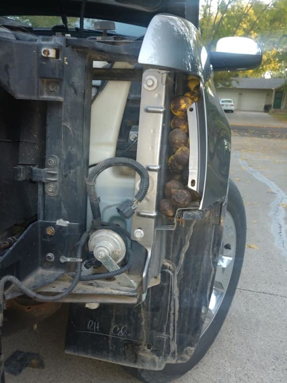 The squirrel has managed to even store nuts in Bill Fischer's truck's wheel well too.
