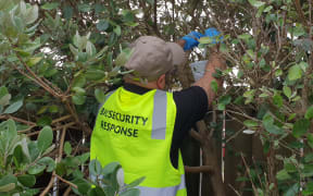Biosecurity team set up fruit fly traps in in the South Auckland suburb of Ōtara after one was found.
