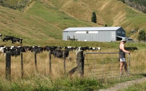 King Country farmland