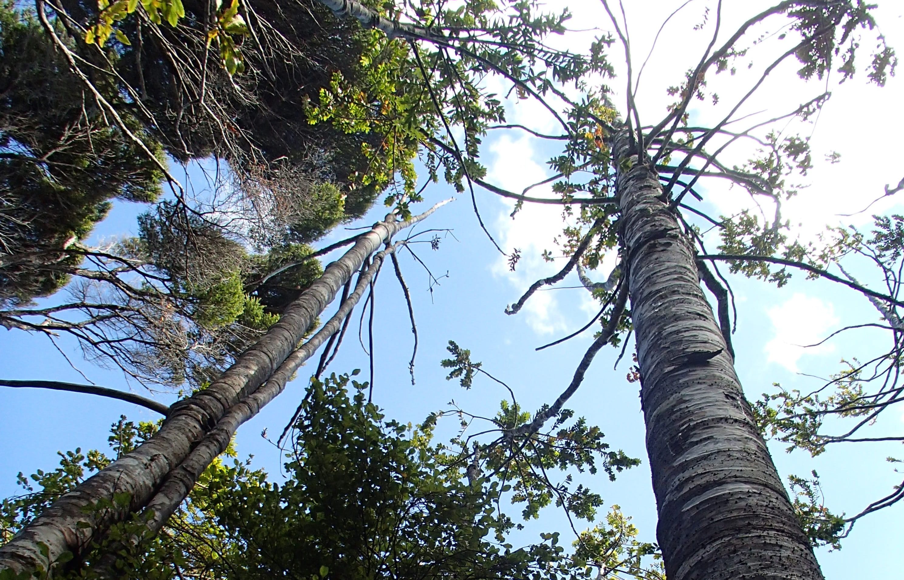Dead and dying kauri trees