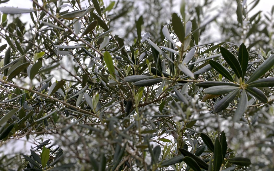 Olive trees at Puketi are yet to produce a bumper crop.