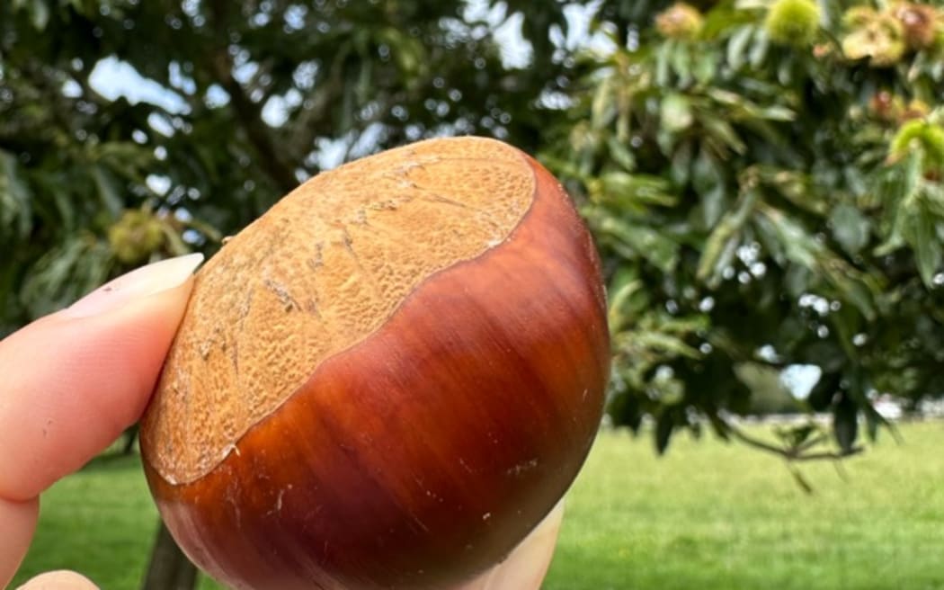 Pick Your Own Chestnuts