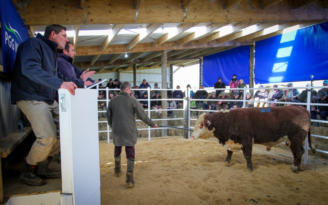 Twenty-one bulls were put in the ring to be auctioned, 18 were sold.