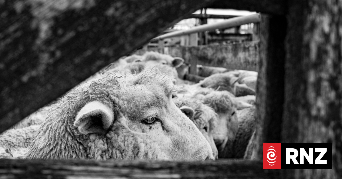 Kiwi shearers facing charges after footage showing abuse of sheep uncovered