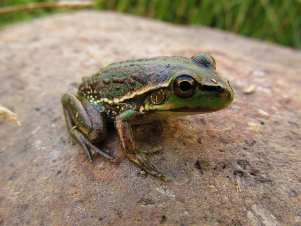 Green and golden bell frogs are an Australian species but fill an ecological niche in New Zealand