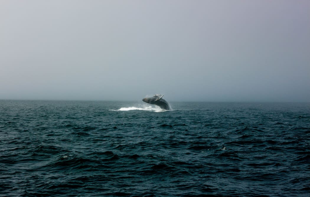 Humpback Whale.