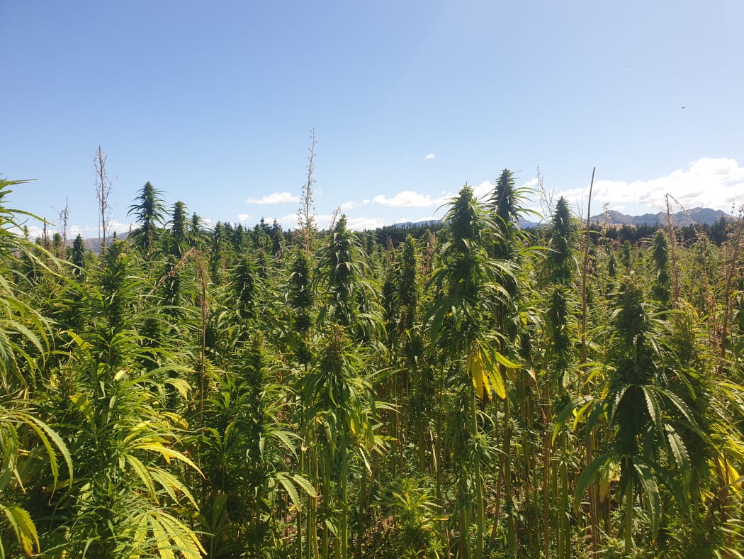 Hemp crops being grown at Culverden, Canterbury. 2020.