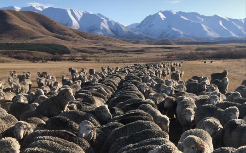 NZ Merino Company suppliers have two farmers suspended after animal ...