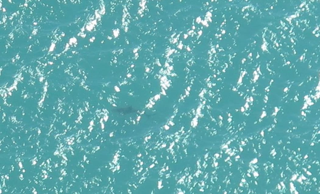 One of the Sharks in spotted in Kapiti.