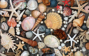 Seashell, driftwood, pebble and seaweed abstract background on rustic wood.