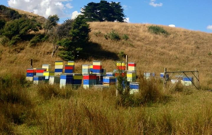 Beehives in Waikato