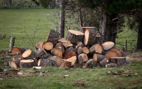 Firewood.