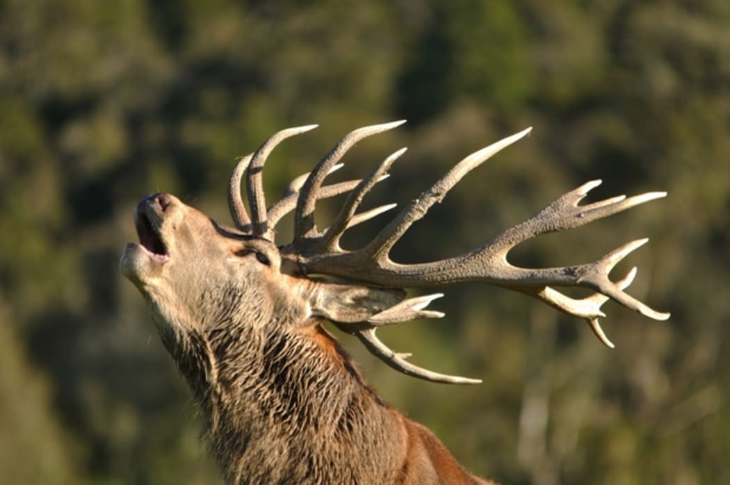 stag wiht antlers head back calling