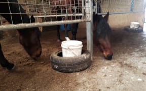 The horses were seen regularly eating their own faeces and sawdust bedding.