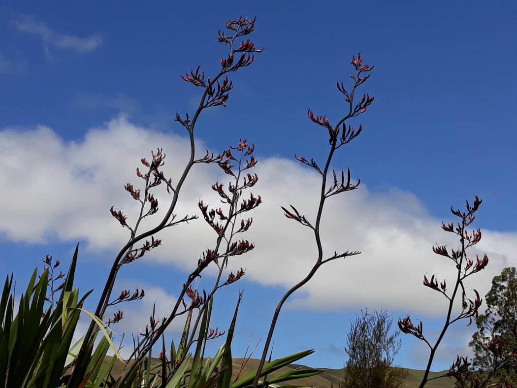 Pekapeka Wetlands, Hawkes Bay