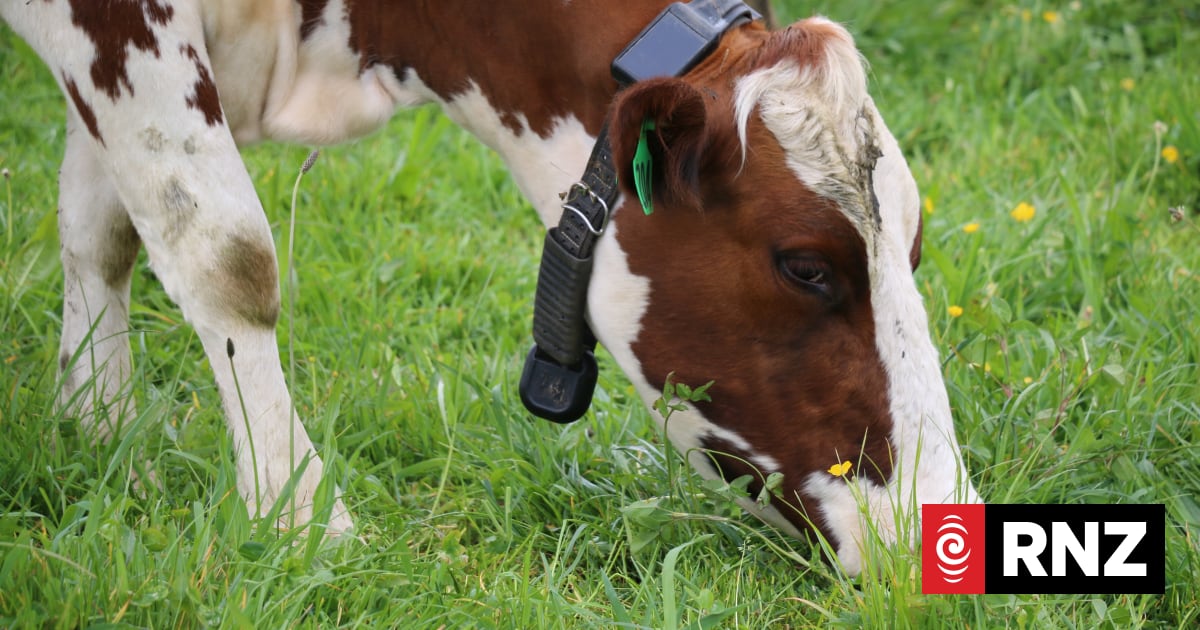 Tech company Halter continues to milk it with virtual fences, cow collars