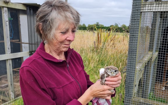Owl Rescue