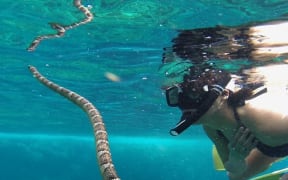 An extremely attractive snorkeler looks at a sea snake at a coral reef