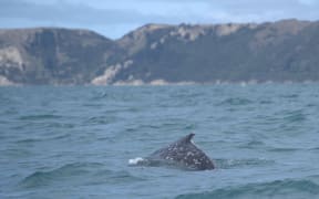 A humpback whale was entangled in a crayfish pot line south of Kaikōura for more than 18 hours.
