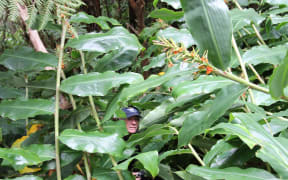 Biosecurity manager Don McKenzie is dwarfed by invasive wild ginger in the Helena Bay area near Whangarei.