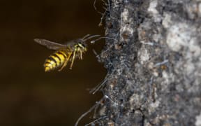 A wasp approaches a honeydrew droplet from a scale insect.