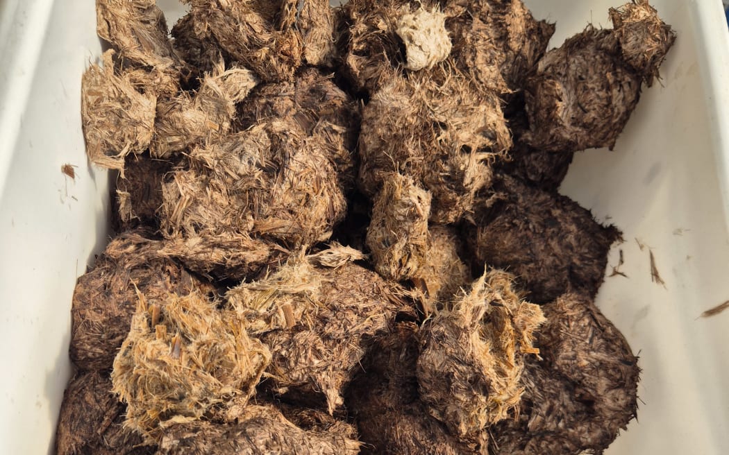 A bundle of processed fibres ready to be made into half-stuff.