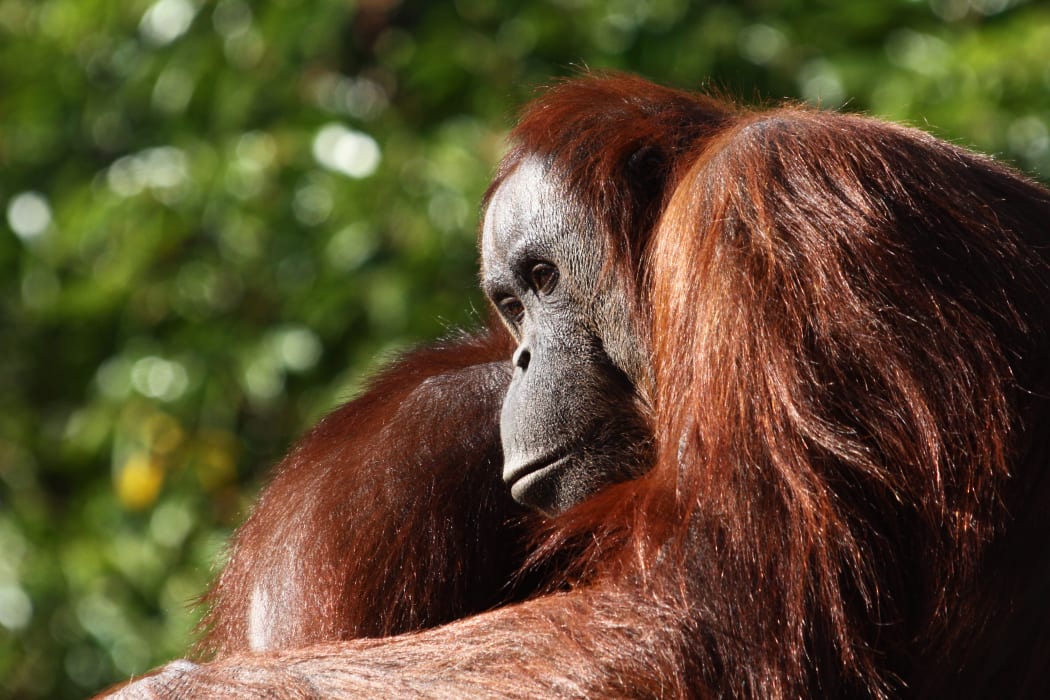 Bornean orangutan female Melur