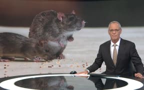 TVNZ 1 News host Simon Dallow imparting grave news of mice in our supermarkets.