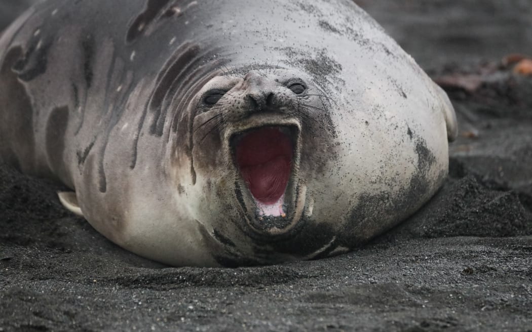 A large blobby grey seal resting on dark sand looks directly at the camera with its mouth wide open.