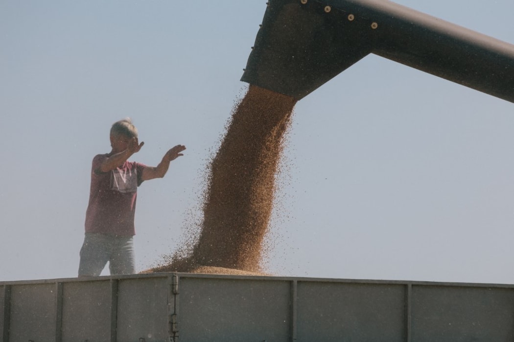 A driver unloads grain in the fields of Novovodolazhsky district of Kharkiv region, Ukraine on July 25, 2017.