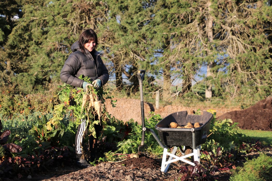 Liz Phillipps harvesting vegetables at Clareview Farm