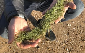 Caulerpa washed up on the beach at Omākiwi Cove, Te Rawhiti, Bay of Islands, its bright apple green colour darkened after being out of the water for a time. Omākiwi Cove was the place where caulerpa was first found on mainland New Zealand, on May 3 this year.