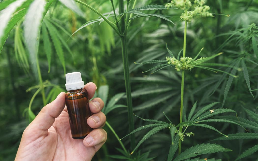 Farmer holding cannabidiol (CBD) bottle  in cannabis field. (Photo by IGOR STEVANOVIC / SCIENCE PHOTO / IST / Science Photo Library via AFP)