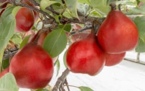 Piqa Boo Pear