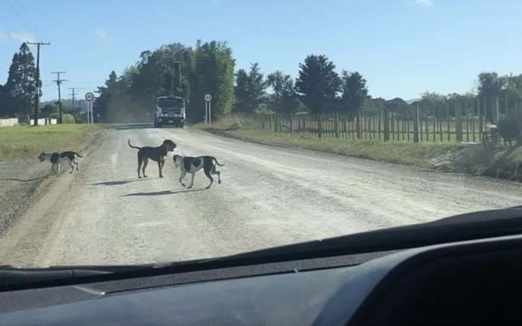 The dogs, pictured here on settlement road in Kaiwaka, on the road the day they attacked two people.