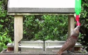 You can't teach an old Kaka new tricks: RNZ Checkpoint
