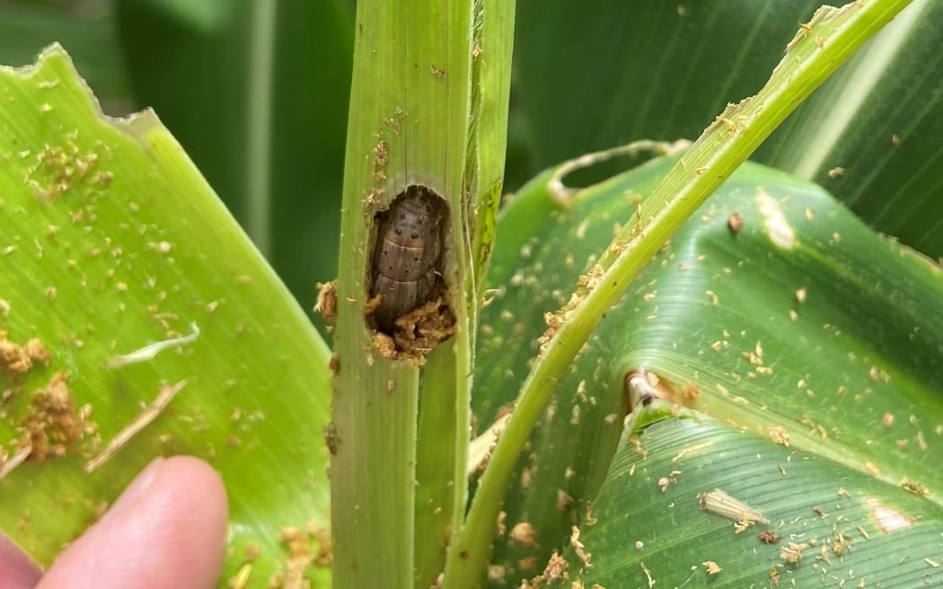 Fall armyworm wreaking havoc on crops.