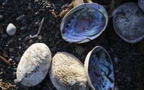 A pile of paua on the beach.